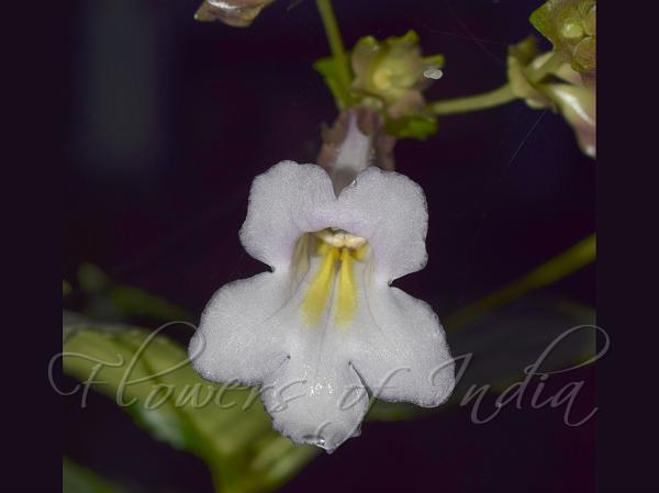 Fused-Sepal Lysionotus